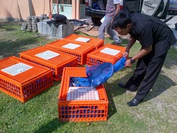 Angkut 35 Trenggiling, Mahasiswa dan Pria Paruh Baya Dibekuk Polisi