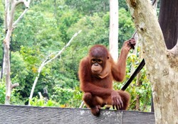 Aneka Tingkah Ical, Orangutan Paling Narsis