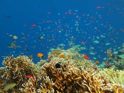5 Spot Snorkeling Paling Top di Bali