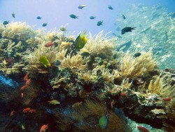 Snorkeling di Kapal Karam, di Bali Juga Bisa!