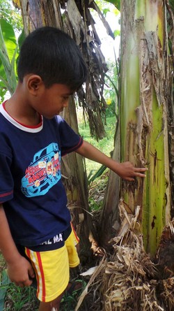 Hewan Diduga Beruang di Banyumas Belum Terlacak, Warga Heran