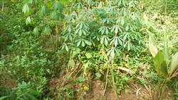 Jejak-jejak Kemunculan Hewan yang Diduga Beruang di Banyumas