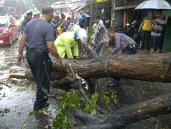 Pohon Tumbang di Jl Akses UI Ditangani Polisi dan Warga