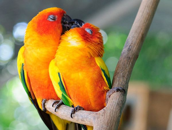 Animal Kissing: Menguak Romantisme Para Hewan