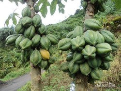 Liburan ke Dieng, Wajib Coba Buah Carica