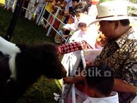 Lucunya Kuda-kuda Milik Prabowo