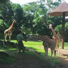Yoda, Anakan Jerapah Lahir di Taman Safari Prigen