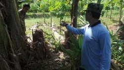 Belum Terkuak, Benarkah Hewan yang Dipergoki Warga Banyumas itu Beruang?