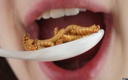 Tiongkok Uji Coba Konsumsi Larva untuk Misi Luar Angkasa