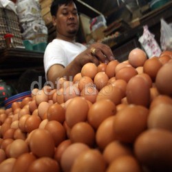 Penyebab Harga Telur Ayam Naik Versi Peternak