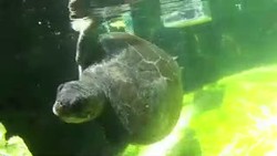 Penyu Hijau Ini Pikir Dirinya Jet Tempur