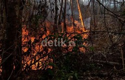 Greenpeace: Pengeringan Lahan Gambut Penyebab Utama Kebakaran Hutan