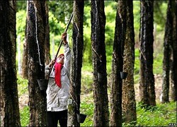 Harga Karet Anjlok Gara-gara Kudeta Thailand, Petani Karet Indonesia Dirugikan