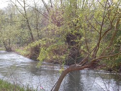 Ngeri! Hutan di Inggris Ini Punya Kisah Arwah Gentayangan