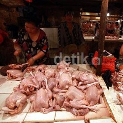 Harga Ayam di Pasar Tembus Rp 40.000/Ekor