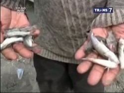 Sungai Tercemar, Ribuan Ikan Mati