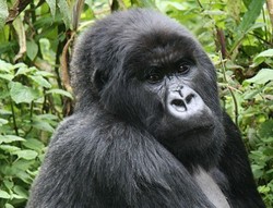 Daging Gorila & 8 Kuliner Paling Kontroversial (2)