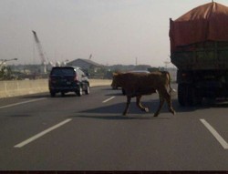 Ini Sapi yang Berkeliaran di Tol JORR Cakung-Cilincing