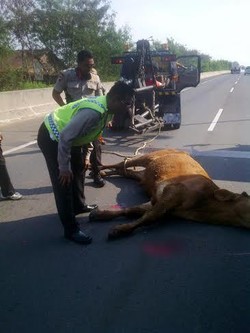 Sapi Australia di Tol Disembelih Setelah Ditembak di Kaki, Ini Penampakannya