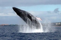 9 Cara Terbaik Mengambil Foto Hewan Liar (1)