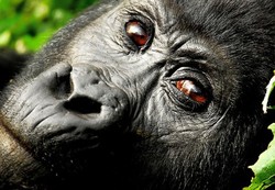 9 Cara Terbaik Mengambil Foto Hewan Liar (2)