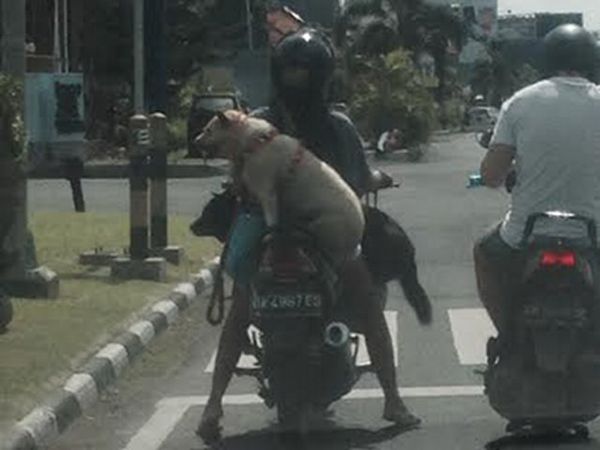Jalan-jalan Bareng Anjing Kesayangan