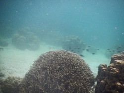 Ini 2 Tempat Snorkeling Asyik di Lampung