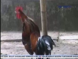 Uniknya Ayam Gagak Bersuara Cengkok Dangdut