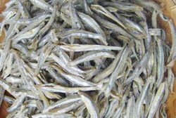 Menyimpan Teri Nasi agar Tetap Kering