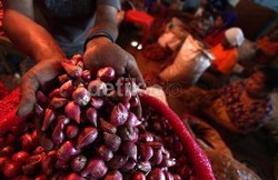 Panen Belum Merata, Harga Bawang Merah Naik Jadi Rp 25.000/Kg
