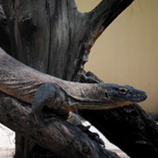 Komodo KBS Mati, drh Liang: Kemungkinan Mengalami Sinusitis