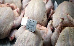 Ayam Pedaging Khusus Diternak untuk Kualitas Daging yang Bagus