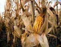 RI Mampu Produksi Jagung 18 Juta Ton/Tahun Tapi Masih Impor, Ini Alasannya