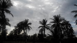 Latihan Perang TNI, Langit pun Dihiasi Penerjun Payung yang Masuk ke Wilayah Musuh