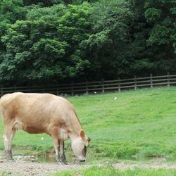 Di Selandia Baru, Jadi Peternak Sapi Bisa Beli Pesawat dan Kapal Pesiar