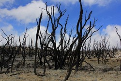 Menelusuri Hutan Mati di Papandayan
