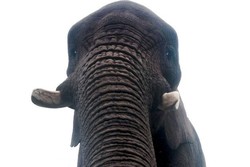 Ketika Gajah Ikutan Foto Selfie di Taman Safari