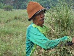 Kisah Mbah Muhridin, 30 Tahun Hidup dari Tanah Ibu Kota yang Tertutup Ilalang