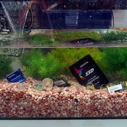 SSD Adata Tak Takut Mandi