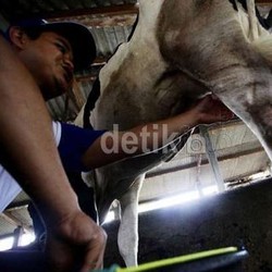 Ini Wilayah Kaya Susu Segar di Indonesia