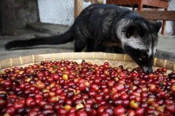 Sempat Disetop, Kopi Luwak RI Kembali Dijual di Toko Ikon Belanja Dunia