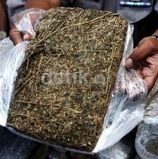 Gerebek Kontrakan di Cilincing, Polisi Sita 708,9 Gram Ganja