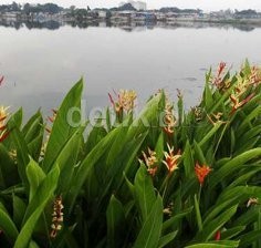 Ahok Minta Billboard Iklan di Kawasan Ria Rio Dicopot