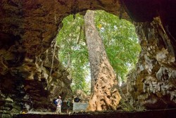 Aneh Tapi Nyata, Pohon Besar Dalam Gua di Gunungkidul