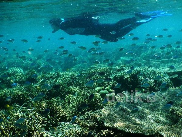 Keindahan Bawah Laut Taman Nasional Komodo