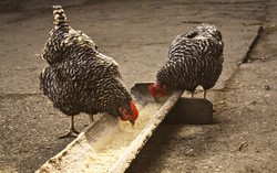 Belatung Akan Dikembangkan Jadi Pakan Hewan?