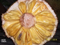 Manis dan Kenyal Nangka Lumajang