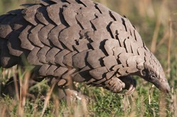 7 Hewan Ini Terancam Punah Karena Jadi Santapan Manusia di Berbagai Negara