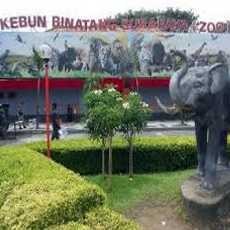 Izin Lembaga Konservasi KBS Belum Turun, Risma: Saya Mau Tagih Itu