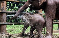 Cegah Kepunahan Gajah Sumatera, Para Pawang Berkumpul di Yogya